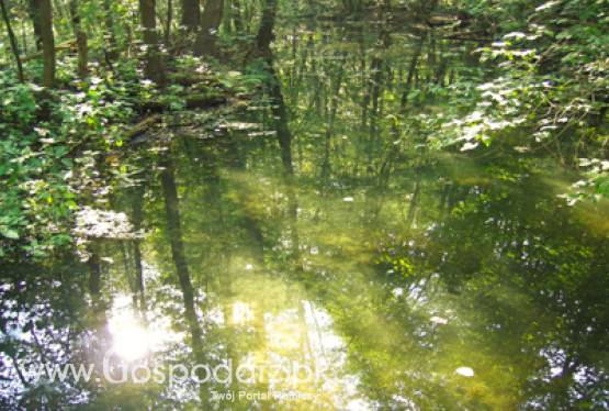 Od 3 do 14 października 2011 r. rolnicy mogą zgłaszać szkody w uprawach leśnych