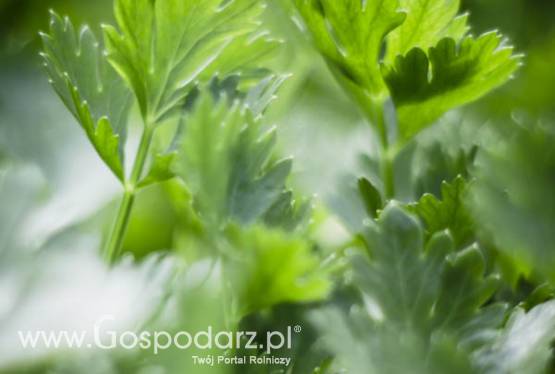 Rozsada Seler - Sadzonki