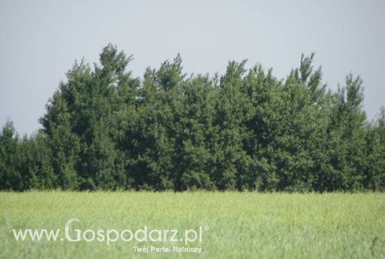 Preferencje na zakup ziemi dla rolników