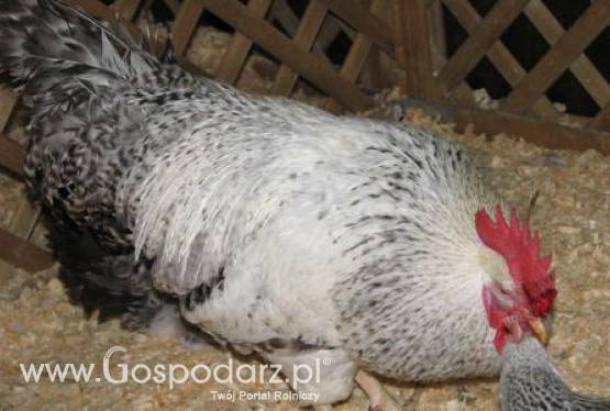 Produkcja drobiu na świecie