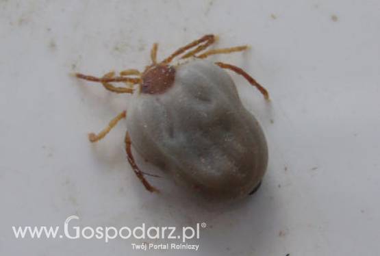 Plaga kleszczy w warmińsko-mazurskich lasach