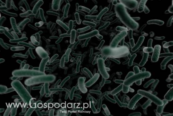 Niebezpieczna bakteria już w Polsce?
