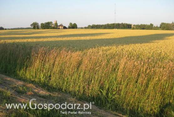 Dopłaty do materiału siewnego w roku 2011