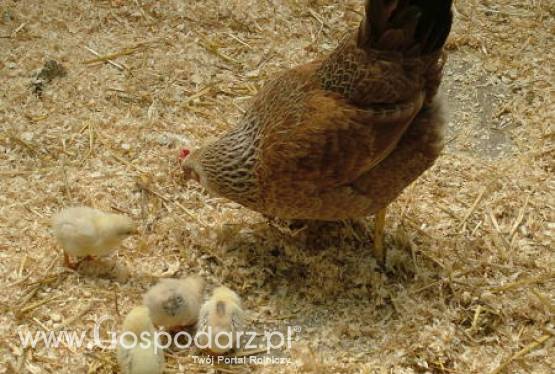 Kryzys w branży drobiarskiej?