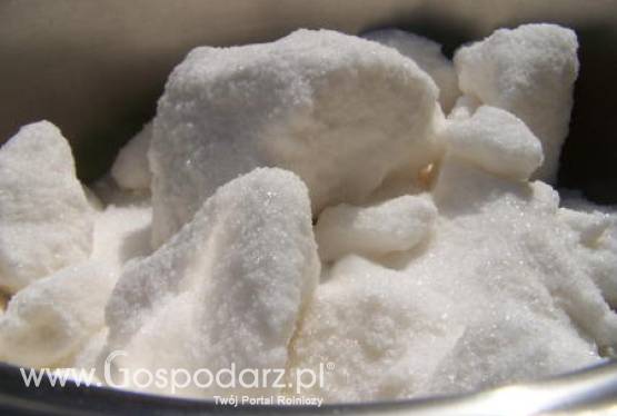 Meksyk – wzrost produkcji cukru