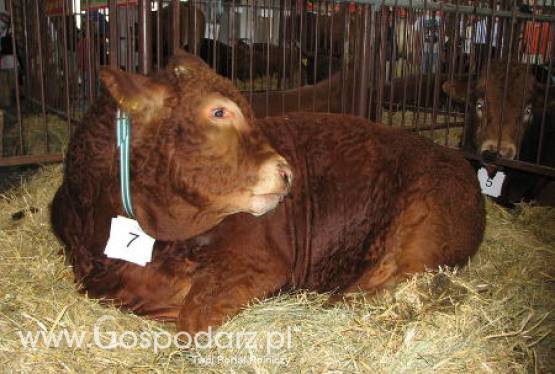 Ceny żywca w punkcie skupu