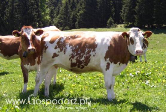 Australia – Wzrost eksportu mięsa wołowego