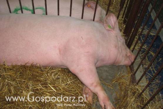 Azja importuje coraz więcej wieprzowiny