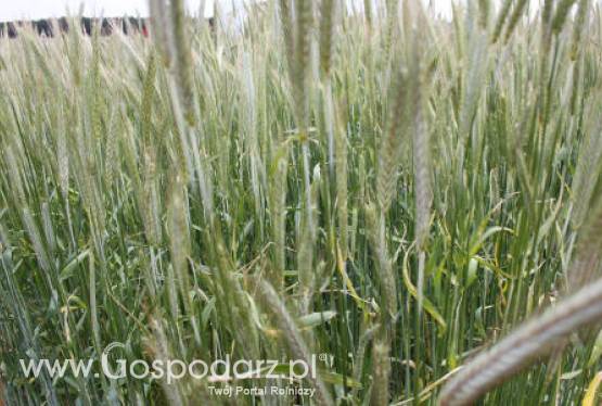 Notowania zbóż na giełdach światowych 12.06.2012