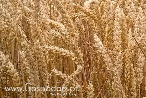 Szukam, przejmę dzierżawę pod uprawę rolną