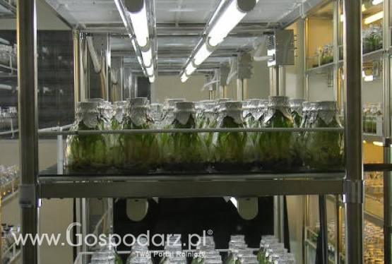 KIB na Grupie Roboczej Copa-Cogeca Bioenergia / biotechnologia