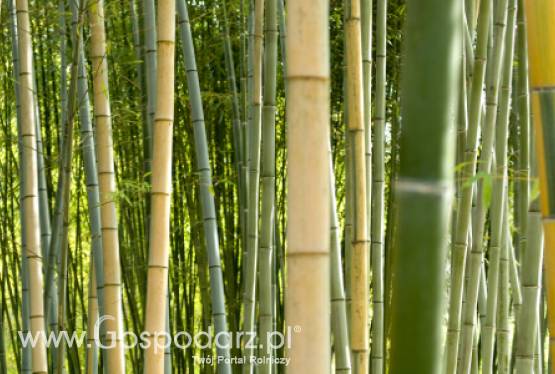 Pędy bambusa mogą stać się hitem zdrowej żywności