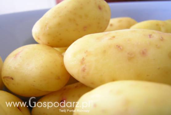 Zagrożenie upraw nasiennych ziemniaka przez wirusy w 2011 roku