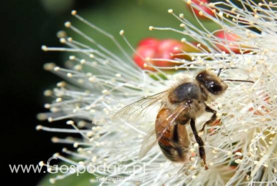 Tajemnicza zagłada pszczół