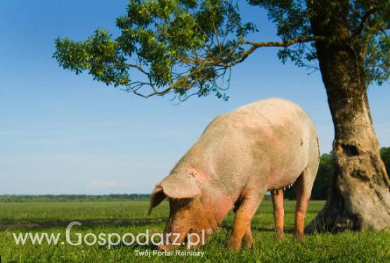 Ceny tucznika w kraju gwałtownie spadają, a wszystko to przez aferę dioksynową