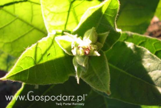 Czy rośliny zrewolucjonizują wszystkie światowe lotniska i poprawią ich bezpieczeństwo?