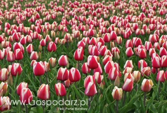 Jubileuszowe spotkania w Słupi Wielkiej