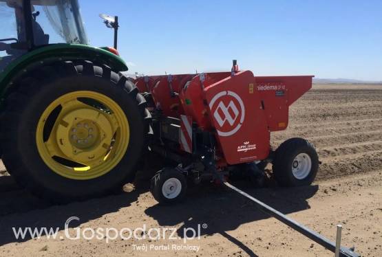 Sadzarka do ziemniaków zawieszana CP 42 - 80cm 3-punktowa Hydrauliczna MIEDEMA