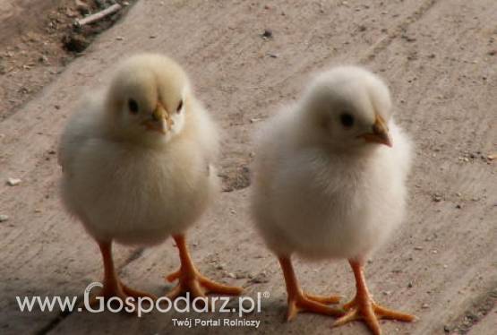 Rosja - Będą mniejsze wolumeny importowe mięsa