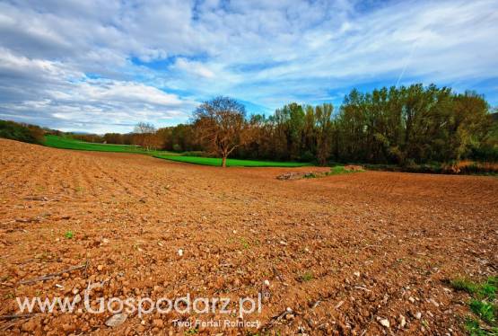 Wezmę w dzierżawę ziemię rolną, łąki