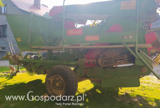 Hassia, troll, brony trójki