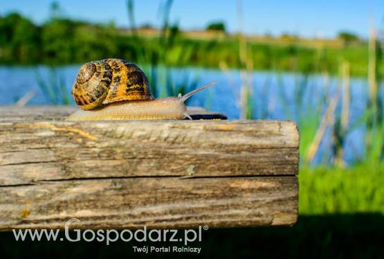 Szkolenie hodowla ślimaków! POGOTOWIE 2019r.