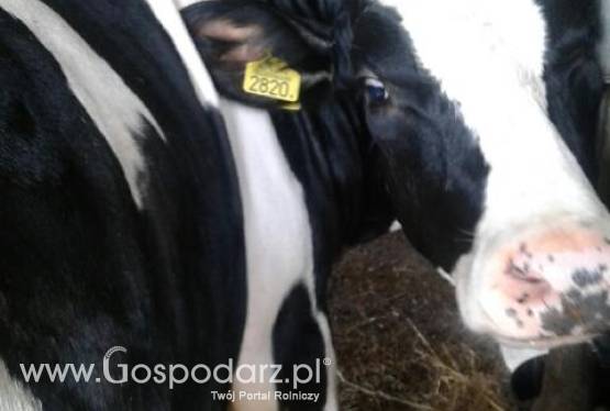 Jałowka wysokocielna