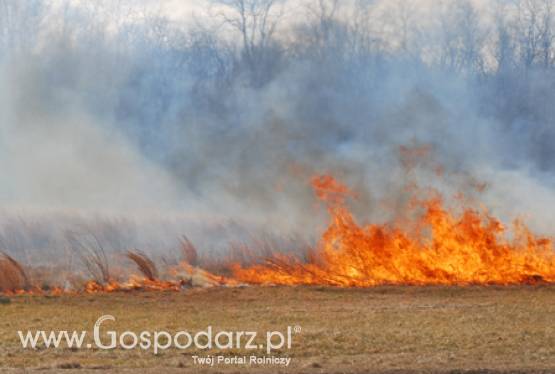 ARiMR przypomina, że wypalanie traw przez rolników jest szkodliwe, zabronione i grożą za to sankcje finansowe