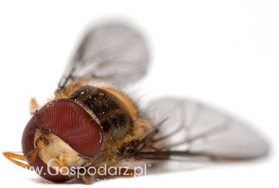 Australia – Bydło zagrożone larwami muchy śrubowej