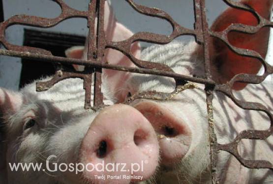 Niemcy – Maleje pogłowie trzody chlewnej