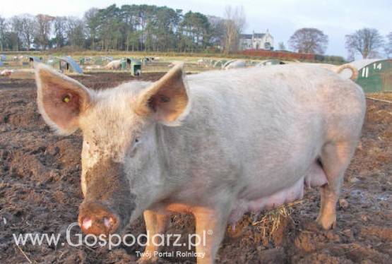 Hodowcy trzody chlewnej mówią stop – mają dość dokładania do interesu i zapowiadają protesty