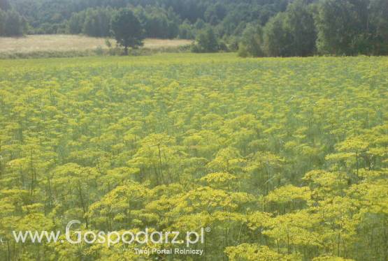 Sprzedam: Koper do kiszenia ogórków