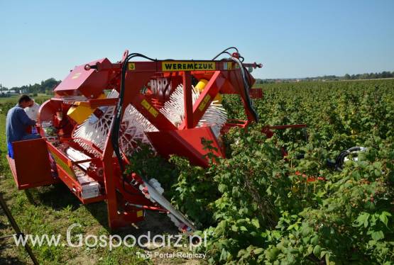 Kombajn do zbioru malin i NATALIA-V