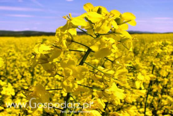 Od pola do baku i z powrotem: UFOP na temat certyfikacji biopaliw w Niemczech
