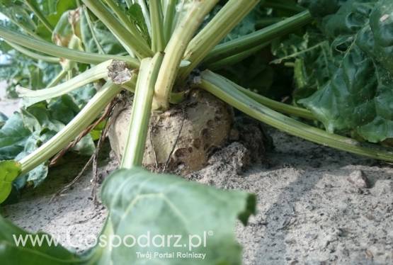 Burak cukrowy Ubezpieczenie