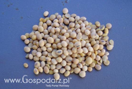 Brazylia – Większe zbiory soi