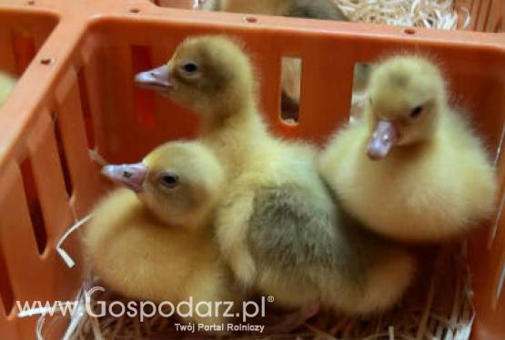 Wręczenie piskląt gęsi w Ostrzeszowie