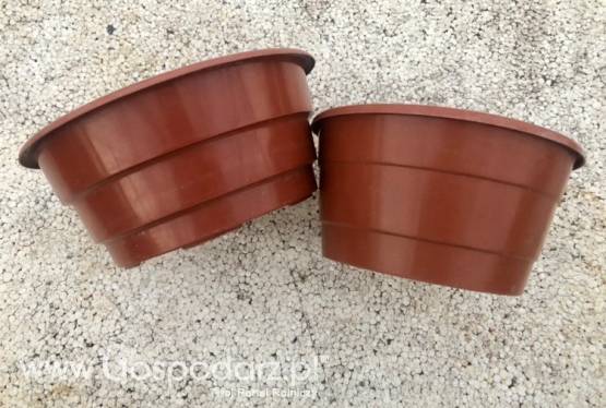 Misa chryzantemowa donice produkcyjne