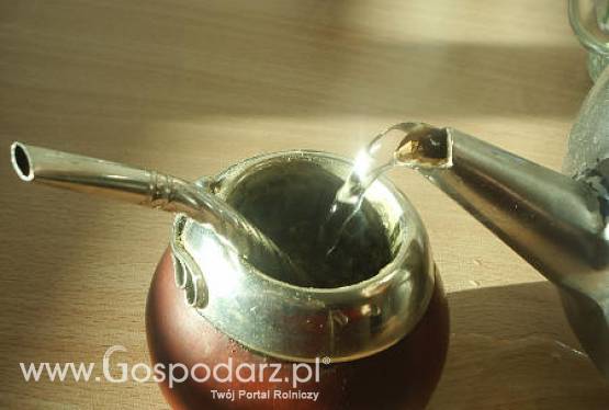 Yerba mate lekarstwem na raka?