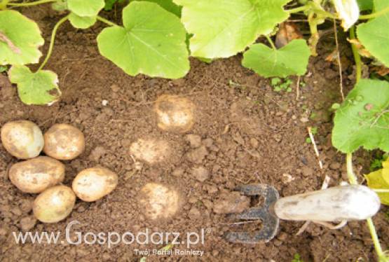 Zagrożenie upraw nasiennych ziemniaka przez wirusy w 2011 roku