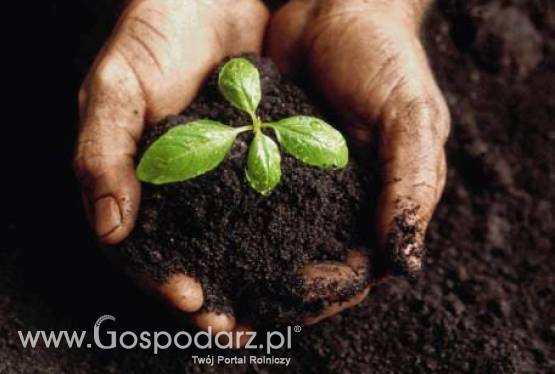 Kontraktacja - skup i sprzedaż nasion