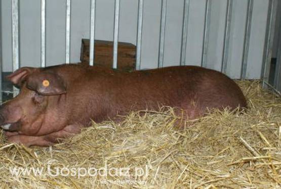 Spadek liczby ubojów unijnej trzody chlewnej