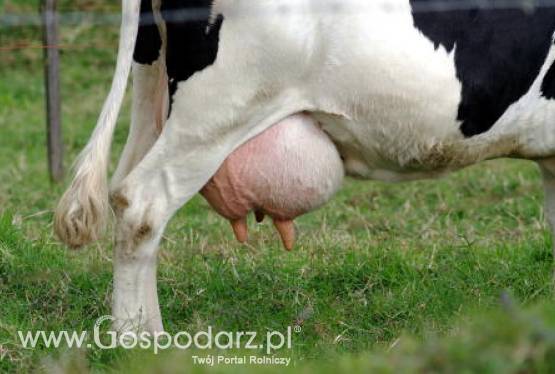 Chiny – Sklonowane krowy, które mogą dawać mleko z ludzkim białkiem