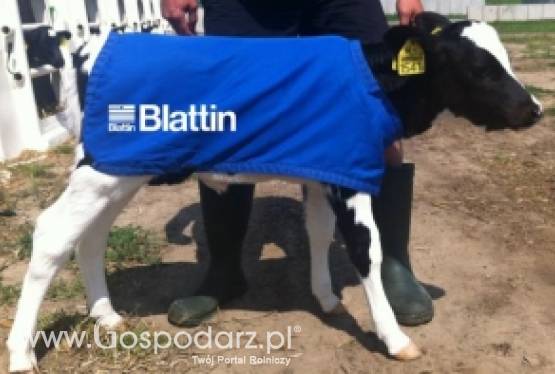 Ocieplacz dla cieląt