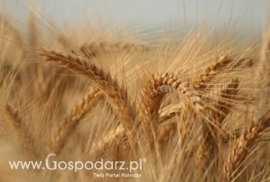 Ceny zbóż na giełdach światowych – 19.01.2012