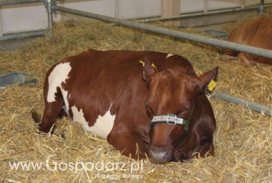 Nowa Zelandia – Spadek eksportu wołowiny