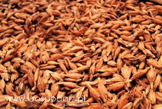 Sprzedam Ziarno Orkiszu z pochodzeniem udokumentowanym