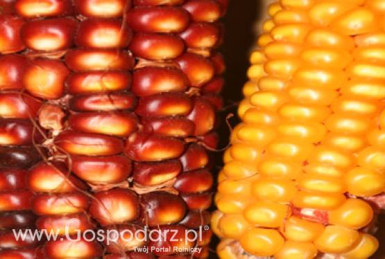 Znów rośnie produkcja bioetanolu w Stanach Zjednoczoncyh