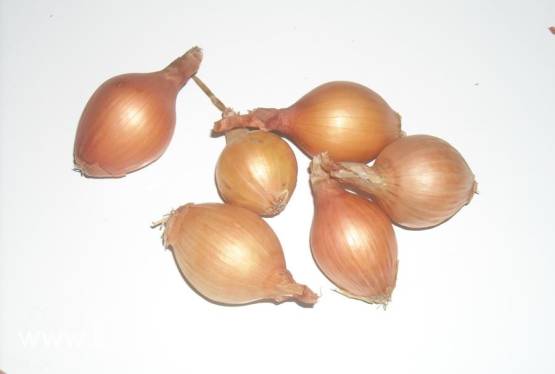 cebula dymka , owsik- producent