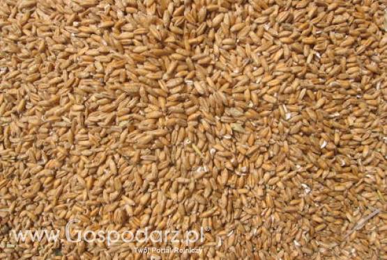 Obniżono prognozy unijnych zbiorów zbóż